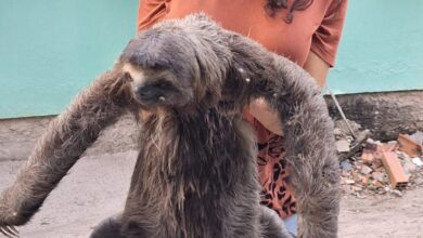 convivência fauna silvestre