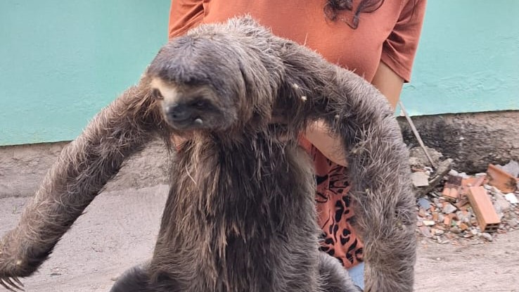 convivência fauna silvestre