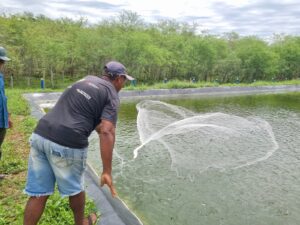 cultivo consorciado tilápia camarão