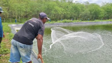cultivo consorciado tilápia camarão