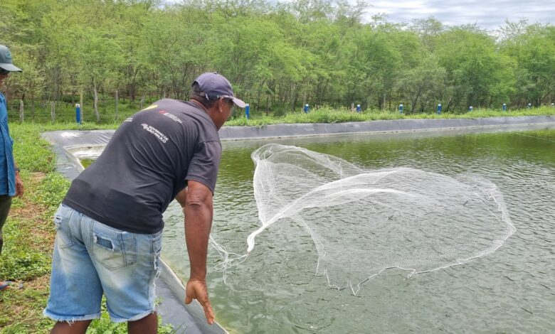cultivo consorciado tilápia camarão