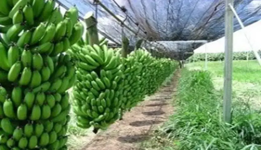 Indicação Geográfica Banana Bom Jesus da Lapa: Um marco após 20 anos de trabalho