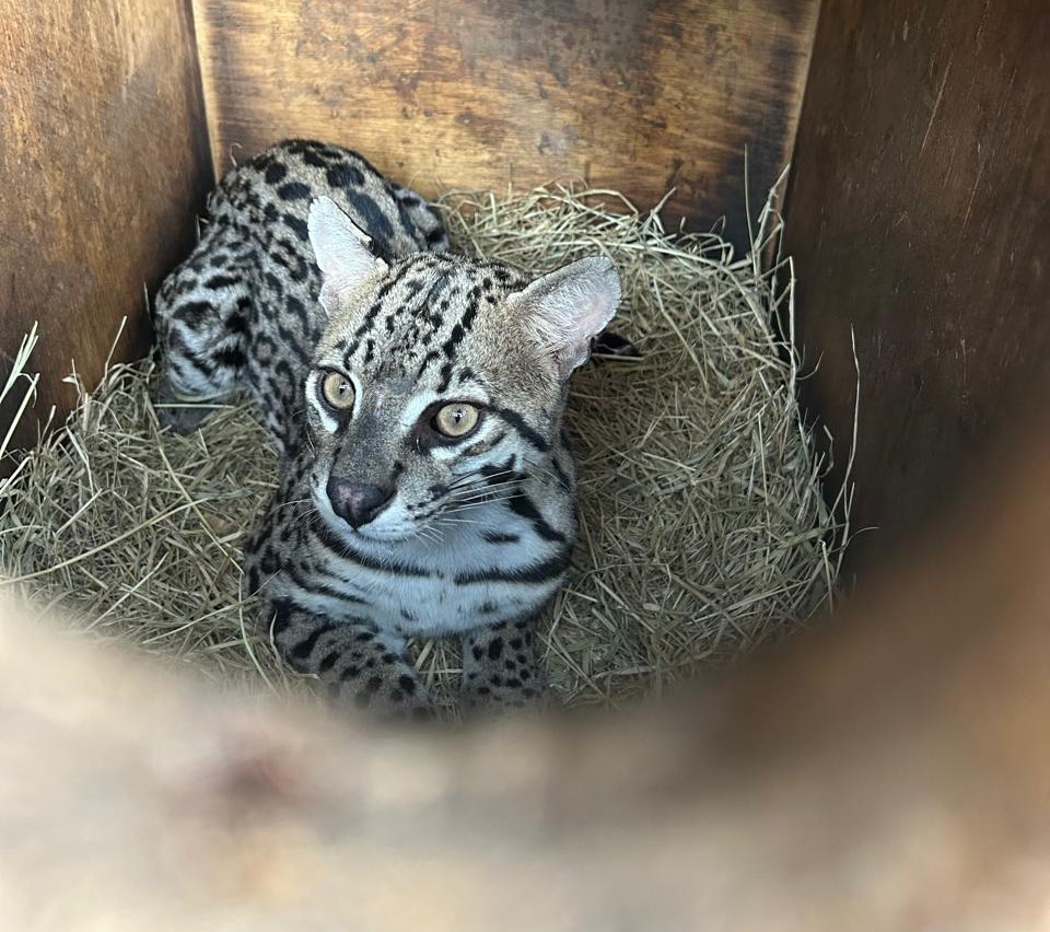 Jaguatirica devolvida natureza Bahia: Reabilitação em Campo Formoso celebra vida selvagem