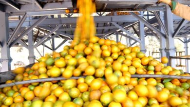 produção agrícola Bahia