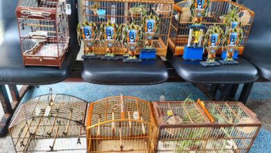 resgate aves silvestres