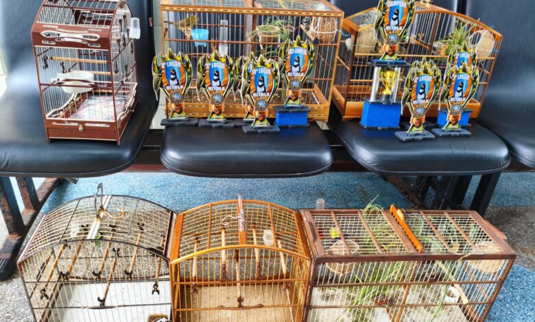 resgate aves silvestres