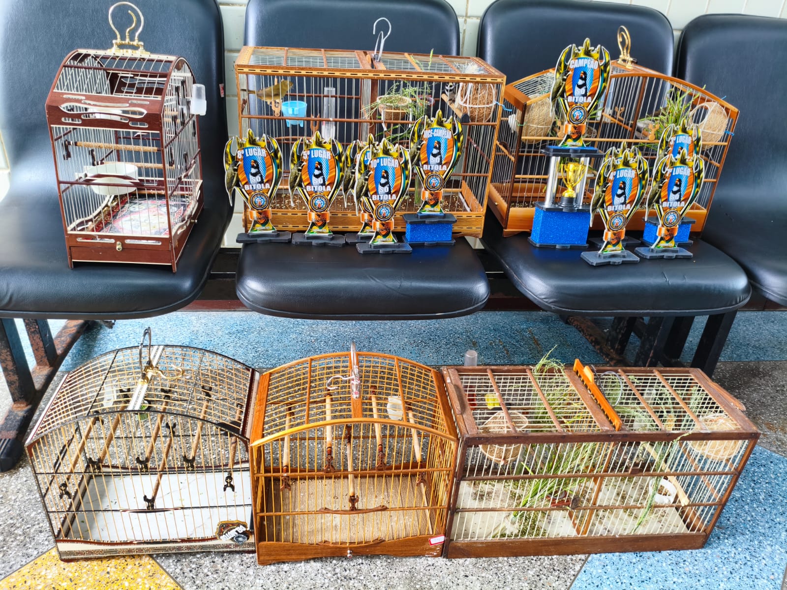 PM da Bahia resgata 6 aves silvestres e prende 3 por crime ambiental