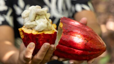 suspensão cacau Bahia