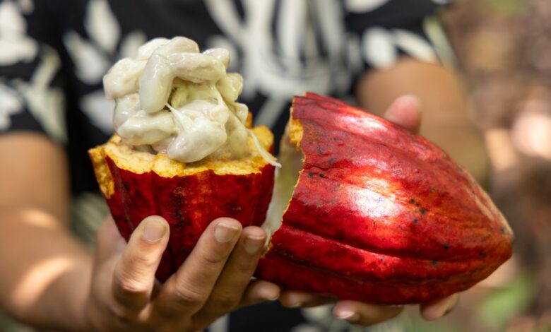 suspensão cacau Bahia