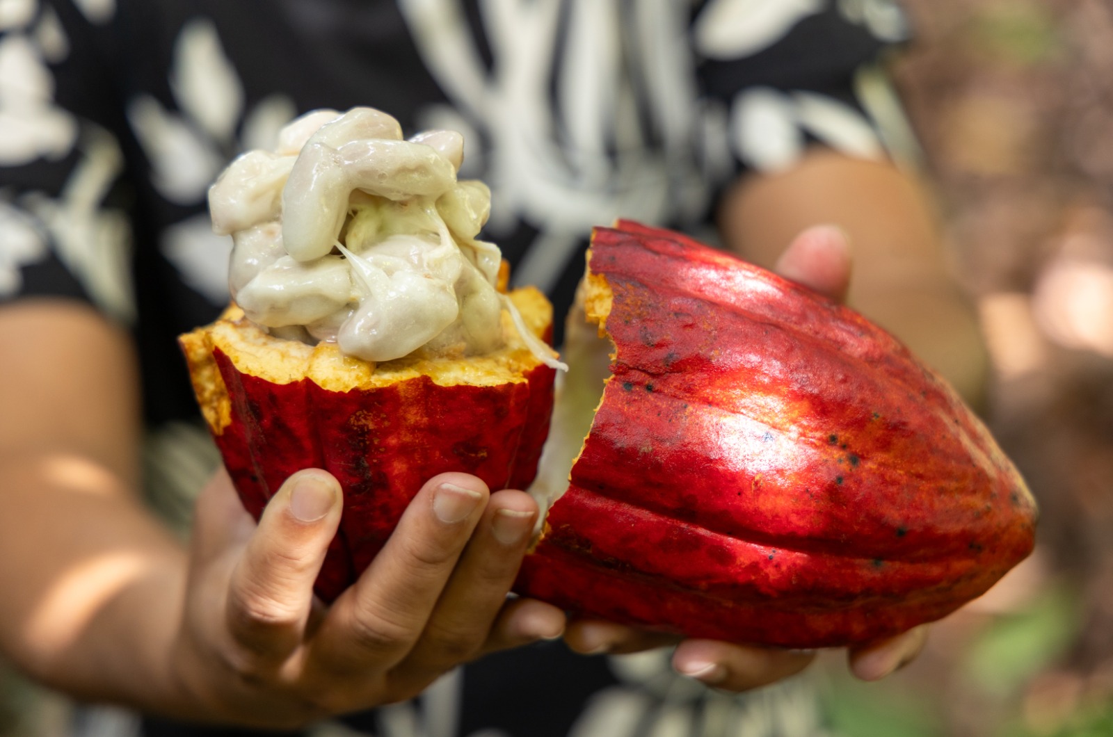 Suspensão cacau Bahia: Ministério aplica Despacho 456 contra risco