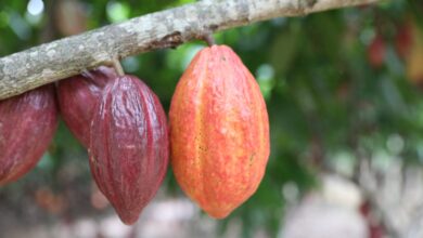 suspensao importacao cacau