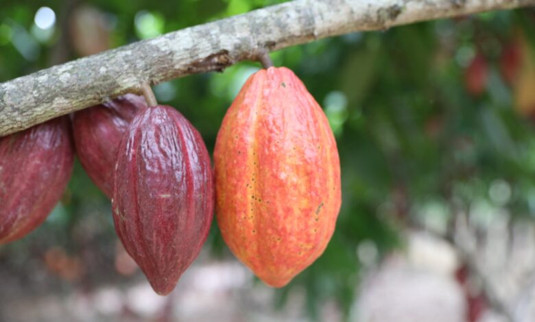 suspensao importacao cacau