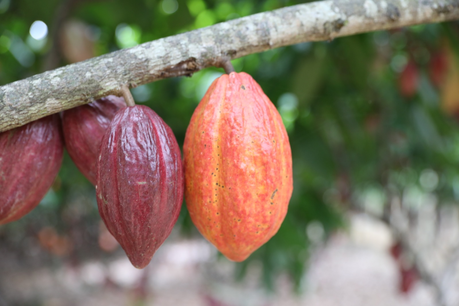 Governo da Bahia suspende importação de cacau da Costa do Marfim