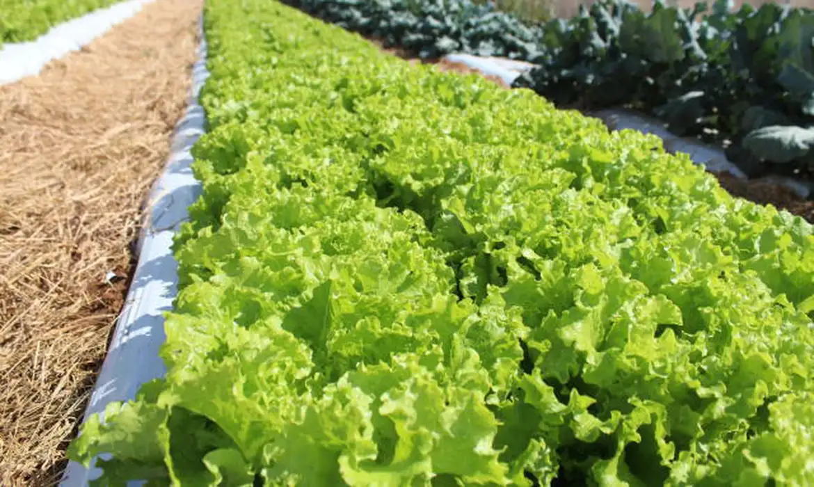 Embrapa inaugura Unidade Mista em Mato Grosso para impulsionar inovação no campo