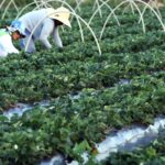 agricultura familiar brasil