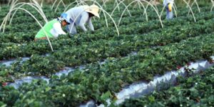 agricultura familiar brasil