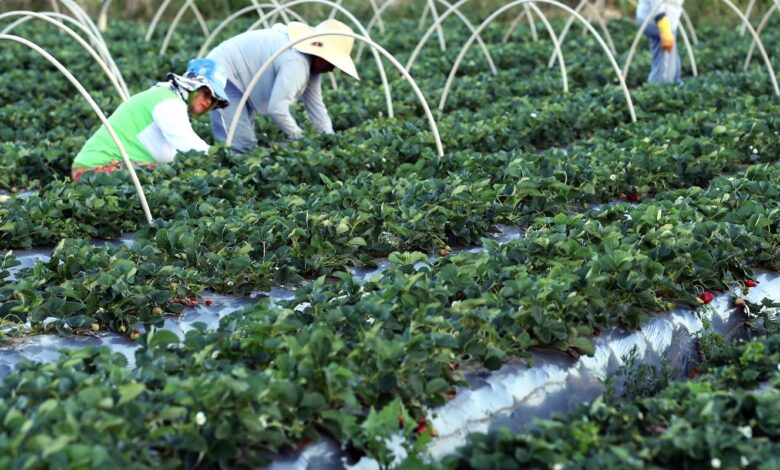 agricultura familiar brasil