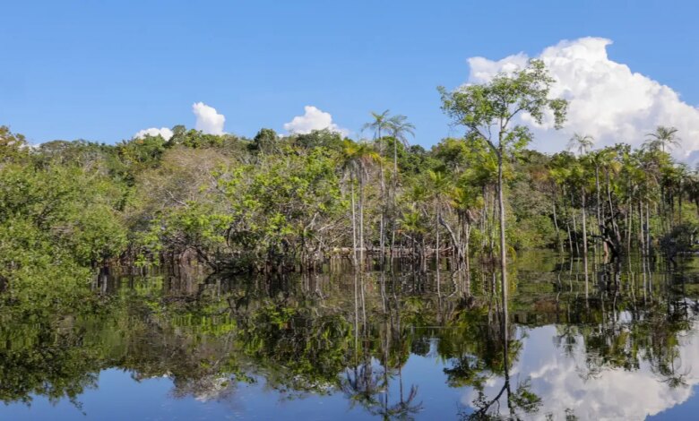 transição ecológica