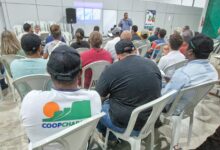 **Mirtilo Chapada Diamantina**