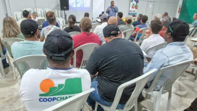 **Mirtilo Chapada Diamantina**