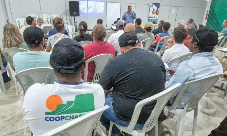 **Mirtilo Chapada Diamantina**