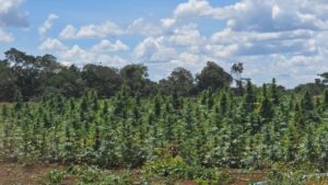 plantação maconha Bahia