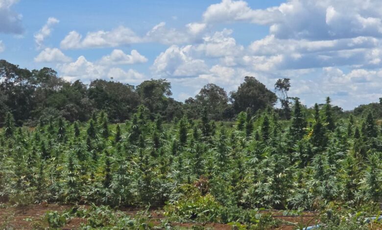 plantação maconha Bahia
