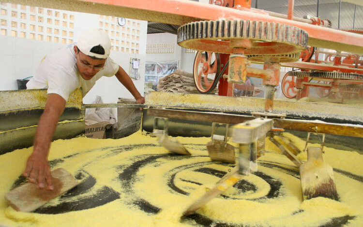 produção mandioca Bahia