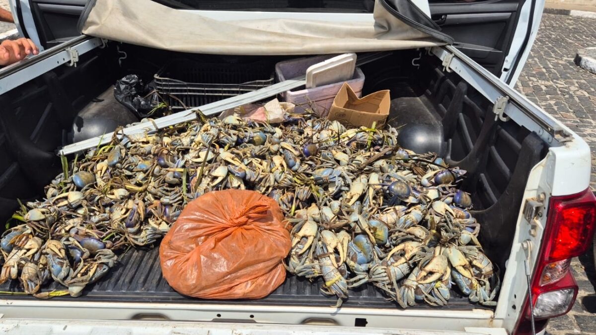 Polícia Ambiental apreende 1555 caranguejos no defeso da Bahia