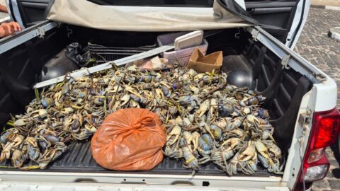 Polícia Ambiental apreende 1555 caranguejos no defeso da Bahia