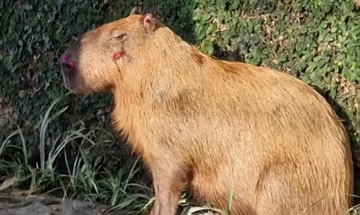 MPRJ denuncia seis por crimes contra capivara na Ilha do Rio