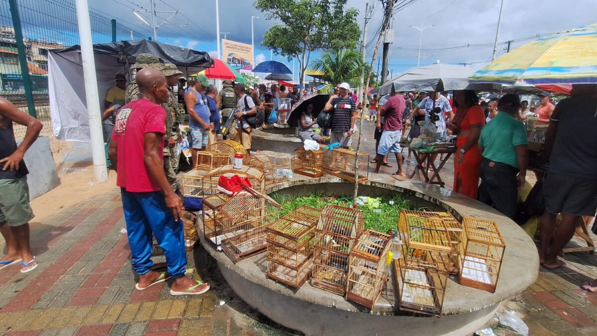 Coppa resgata 21 aves silvestres de tráfico na Baixa do Fiscal