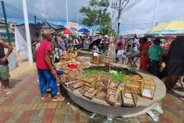 Coppa resgata 21 aves silvestres de tráfico na Baixa do Fiscal