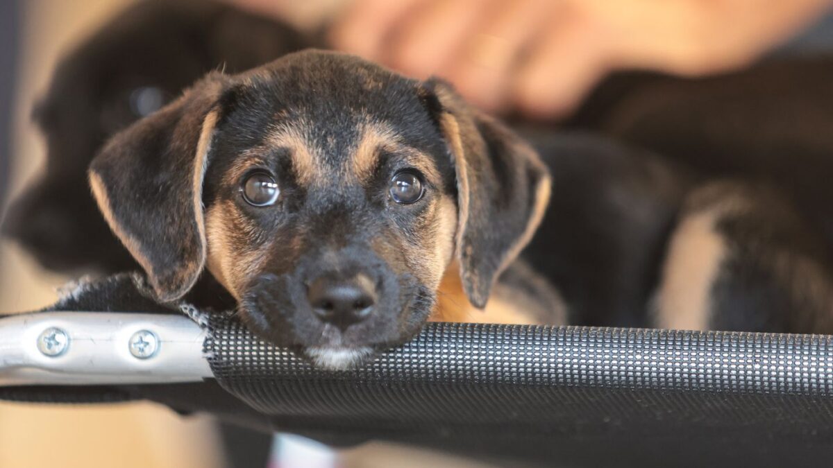 Governo abre consulta para regulamentar genéricos veterinários no país