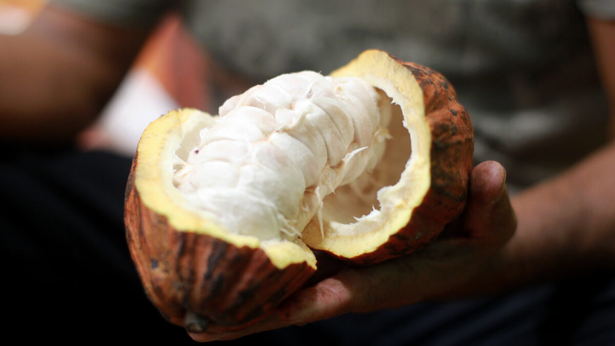 Senado aprova lei que padroniza cacau e impulsiona mercado nacional