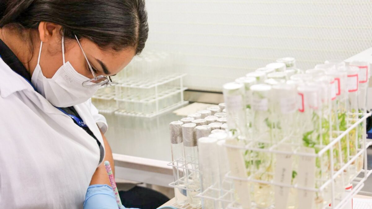 Bahia Acelera Produção de Mandioca com Novas Variedades e Tecnologia