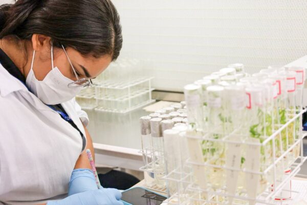 Bahia Acelera Produção de Mandioca com Novas Variedades e Tecnologia