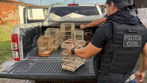 Polícia Civil resgata 15 aves silvestres de maus-tratos na Bahia
