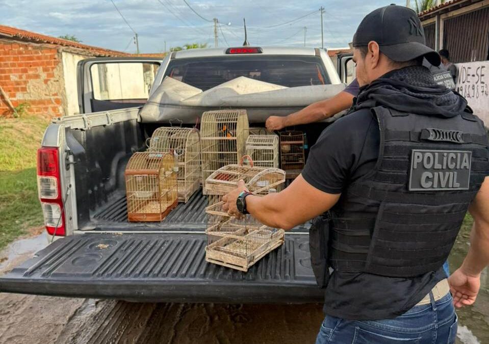 Polícia Civil resgata 15 aves silvestres de maus-tratos na Bahia