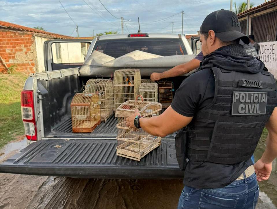 Polícia Civil resgata 15 aves silvestres de maus-tratos na Bahia