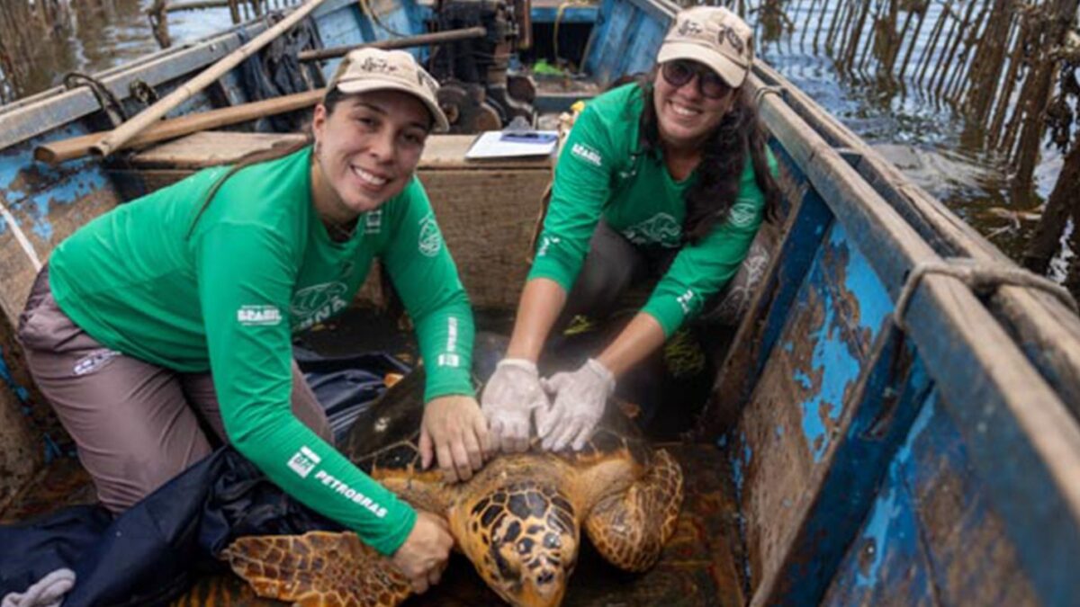 Tartarugas-cabeçudas surpreendem pesquisadores na Baía de Guanabara