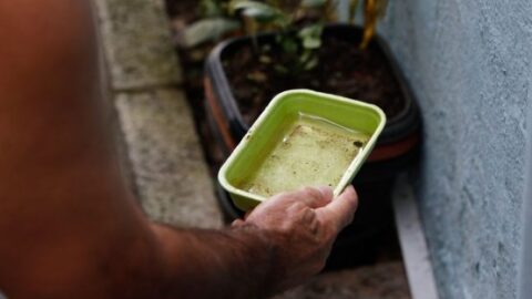 Bahia Reduz Casos de Dengue em 41% com Medidas Preventivas
