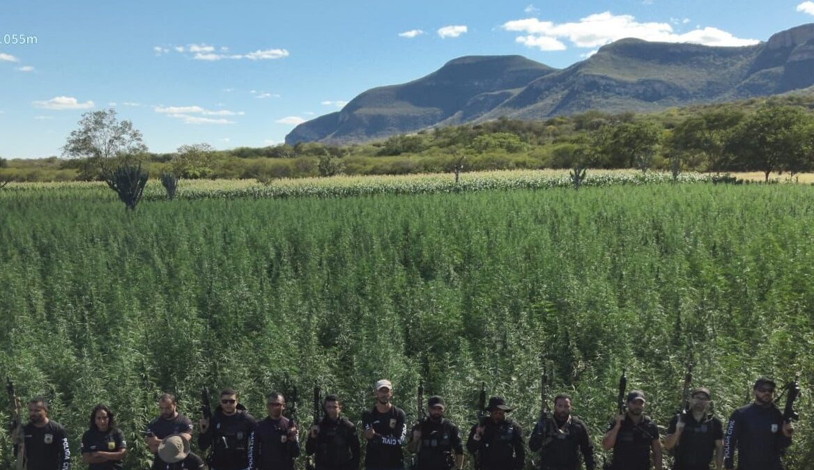 Polícia Civil erradica 300 mil pés de maconha em Ibitiara