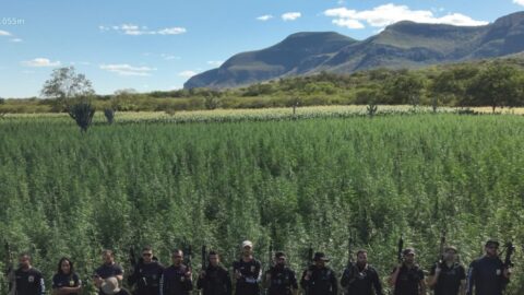 Polícia Civil erradica 300 mil pés de maconha em Ibitiara