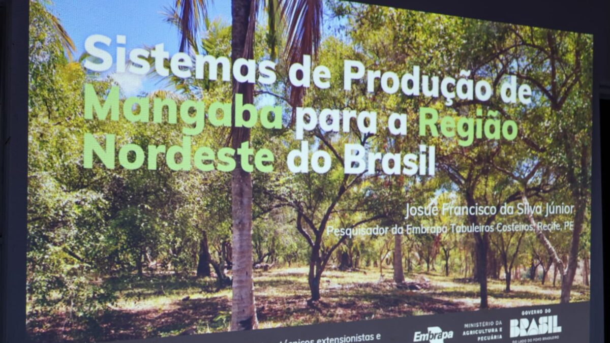 Seagri impulsiona mangaba na Chapada Diamantina com agroindústria