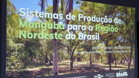 Seagri impulsiona mangaba na Chapada Diamantina com agroindústria